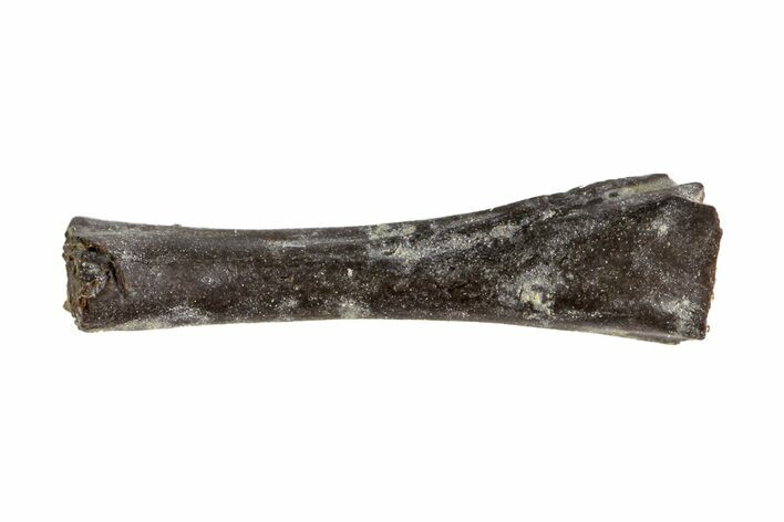 Permian Reptile Limb Bone - Oklahoma #143009